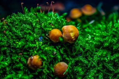 Siyah arka planda mantarlar