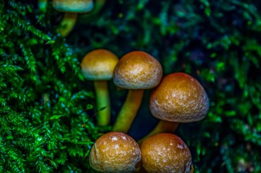 Mantarlar mantar ormanında yetişir.