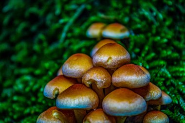 Ağaçtaki mantarlar