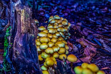 Ormandaki mantarlar.