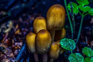 Ormanda mantar, yakın - yakın -