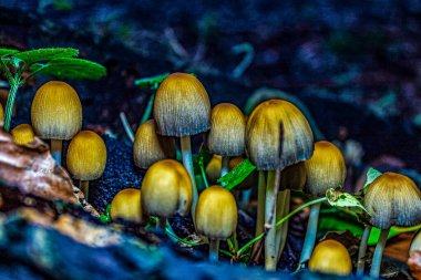 Ormanda bir grup mantar