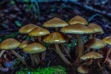 Ormanda mantar, yakın - yakın -