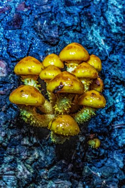 Güzel, sarı ve mavi bir su damlasının yakın çekimi.