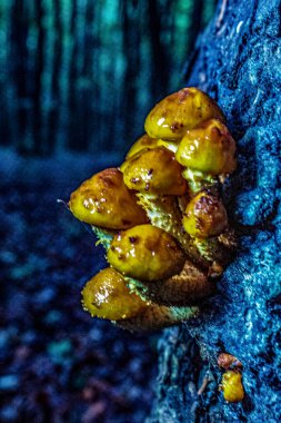 Ormanda yetişen bir avuç taze mantarı kapatın.