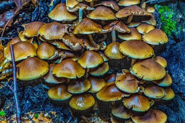 Ormandaki mantarlar.