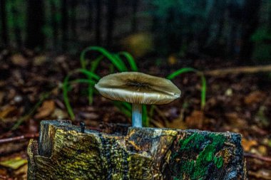 sonbahar ormanda mantar