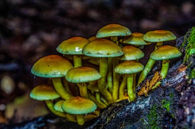 Karanlık bir ormanda mantarlar