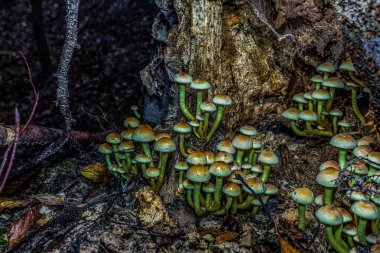 Ormanda bir ağaç gövdesinde büyüyen mantarlar.