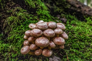Ormandaki mantarın yakın çekimi.