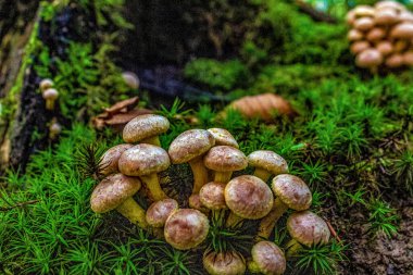 Ağaçtaki mantarlar