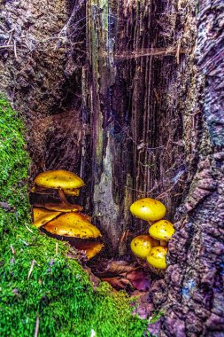 Ağaçtaki mantarlar