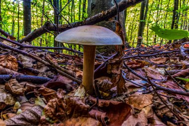 Ormandaki mantarın dikey görüntüsü.