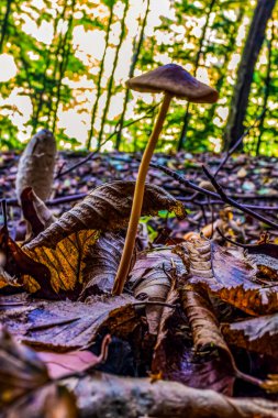 Ormandaki bir ağaç üzerinde sonbaharda mantar