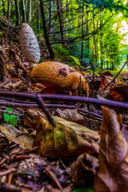 Ormandaki ağaçtaki mantarlar