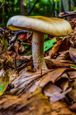 Yosun üzerine yakın plan mantar resmi.