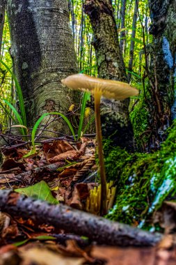 Ormandaki mantarlara yakın çekim.