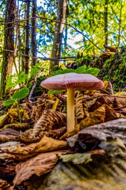 Ormandaki bir güdük üzerinde büyüyen mantar