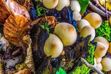 Ağaç gövdesinde güzel bir mantar, yosun