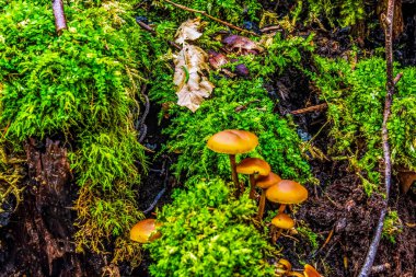 Ağaçta büyüyen bir grup mantar.