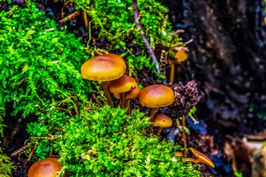 bir ağaç üzerinde mantar