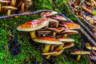 Yosun içinde bir grup mantar.