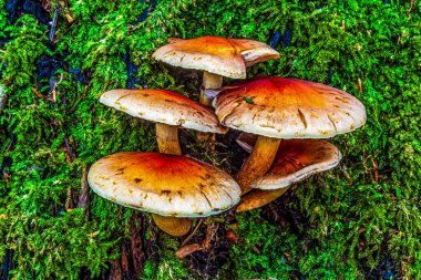 Ormandaki mantar. Kapatın.