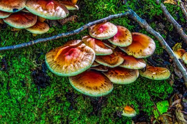 Ormandaki ağaçta mantar