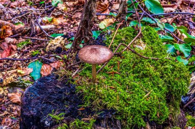 Yeşil çimenlerin arasında küçük bir mantar yetişiyor.