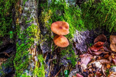 Sonbahar ormanındaki mantarlar