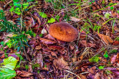 Ormanda büyük kırmızı bir mantar.