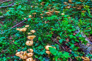 Yeşil çimlerin üzerinde yabani mantarlar