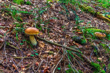 Sonbahar ormanında mantar.