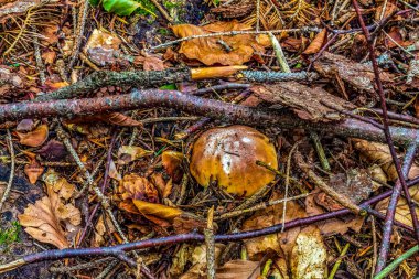 Ormanda sonbahar yaprakları