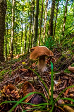 Ormanda mantar. Yeşil çimlerde mantar