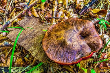 Sonbahar ormanında kırmızı ve sarı mantar