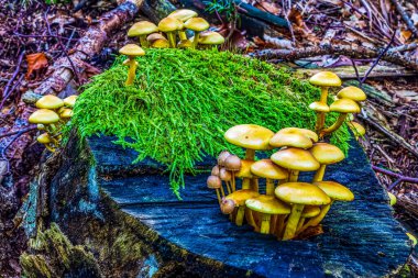 Sarı yapraklı bir kütükte mantar.