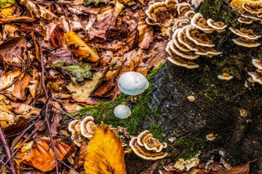 Ormandaki ağaçta yetişen mantarlar.