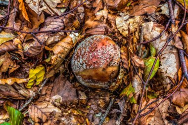 Ekim 'de sonbahar ormanı