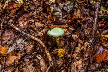ormanda yeşil mantar