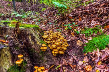 Ormandaki ağaçtaki mantarlar