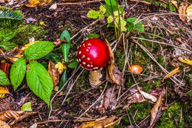 Ormanda kırmızı mantar