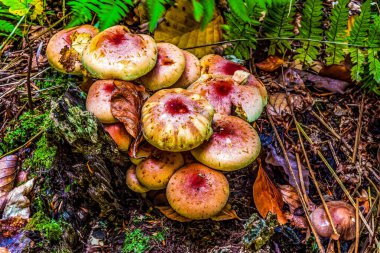 Ormanda kırmızı mantarlar