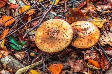 Sonbahar ormanında kırmızı başlıklı mantar