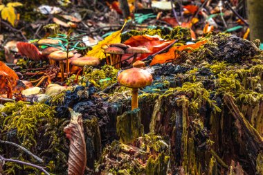 Toprağa düşen renkli sonbahar yaprakları