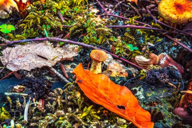 deniz mantarları ve yerde yosunlar.