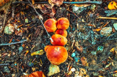 Ormanda sonbahar yaprakları