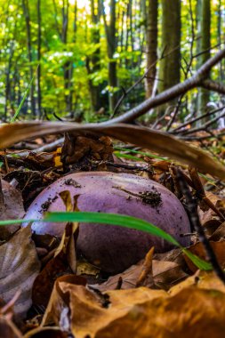 Kütüğün üzerinde mantarlar