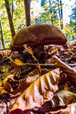 Sonbahar Ormanında Mantarlar.