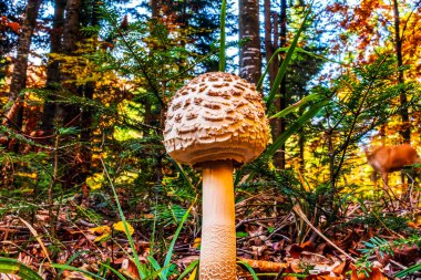 Ormandaki güzel sonbahar ormanı